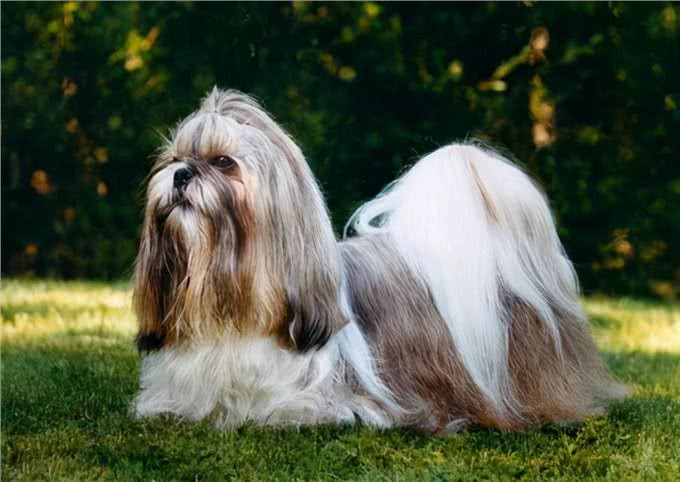 养西施犬好吗?细解西施犬的优缺点