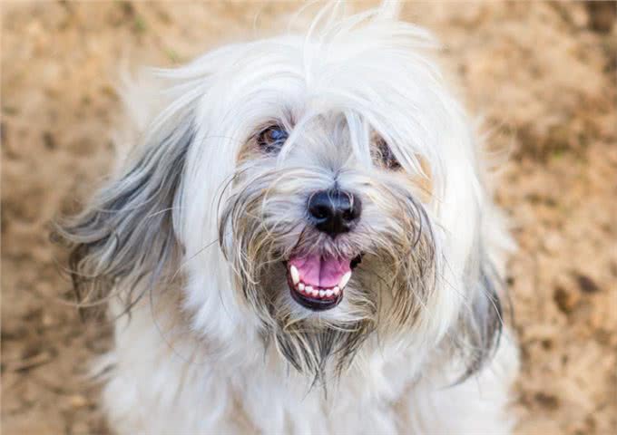 养西施犬好吗?细解西施犬的优缺点