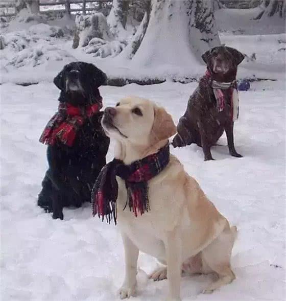 拉布拉多寻回猎犬(LabradorRetriever)