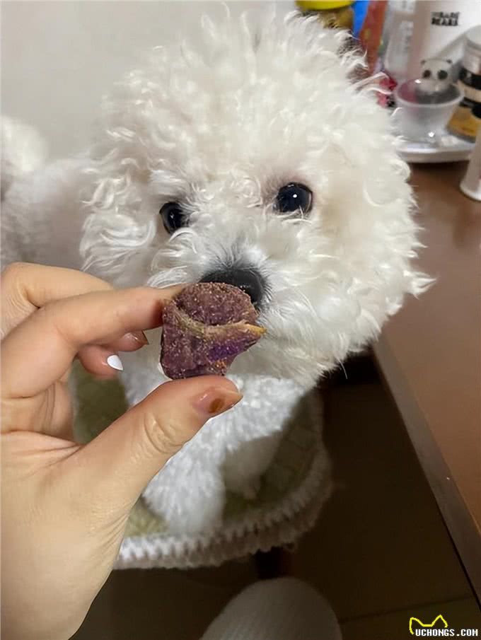 给比熊喂食，这些雷区不要踩，对它伤害挺大