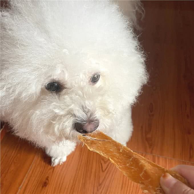 给比熊喂食，这些雷区不要踩，对它伤害挺大