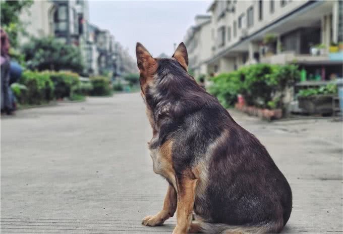 昆明犬的历史