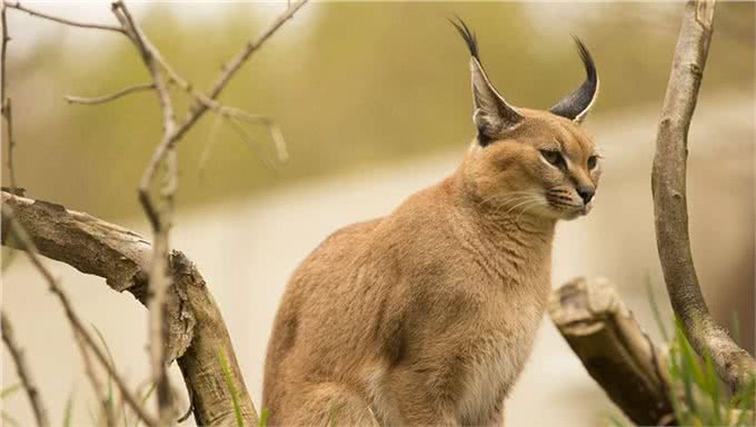 像猫的它们居然是猛兽，猞猁：像我这么能打的兄弟还有2个