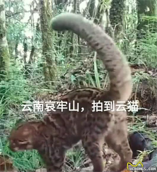 哀牢山拍到云猫，全身有豹纹，网友：狸猫，快来看你亲戚