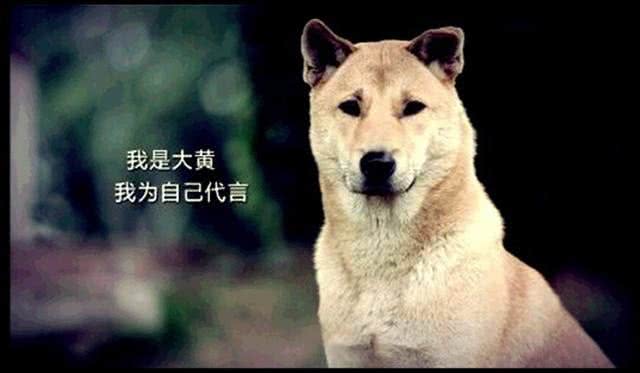 你心目中的国犬是什么?