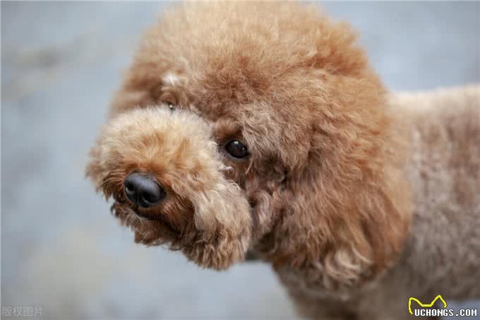 泰迪犬剪毛大揭秘:轻松打造萌宠新造型!