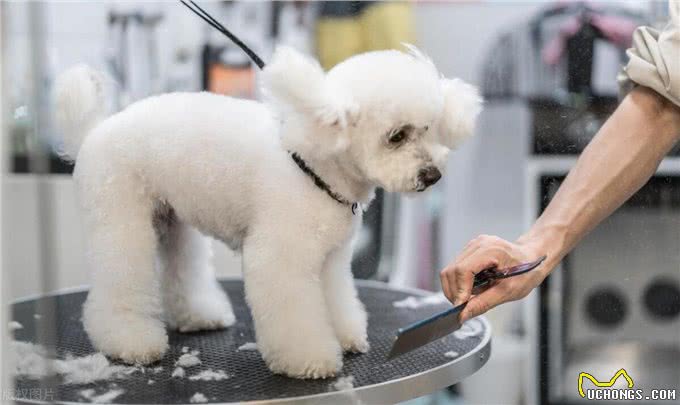 泰迪犬剪毛大揭秘:轻松打造萌宠新造型!