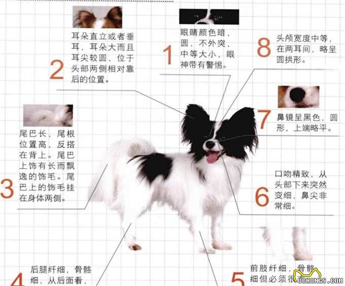 世界名犬—蝴蝶犬（蝶耳犬、巴比伦犬）玩具犬类