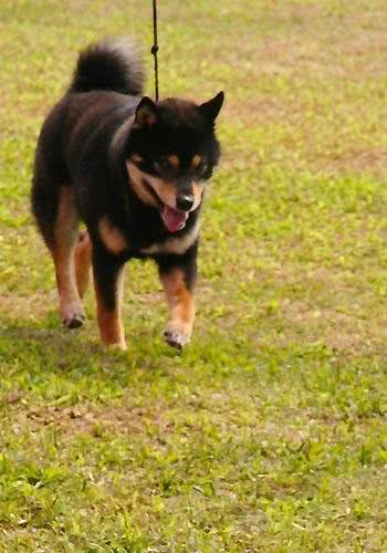 最不适合儿童饲养的五种犬