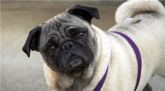 巴哥犬怕冷吗，冬天怎么办?做到这三点，给巴哥犬一个温暖的冬天