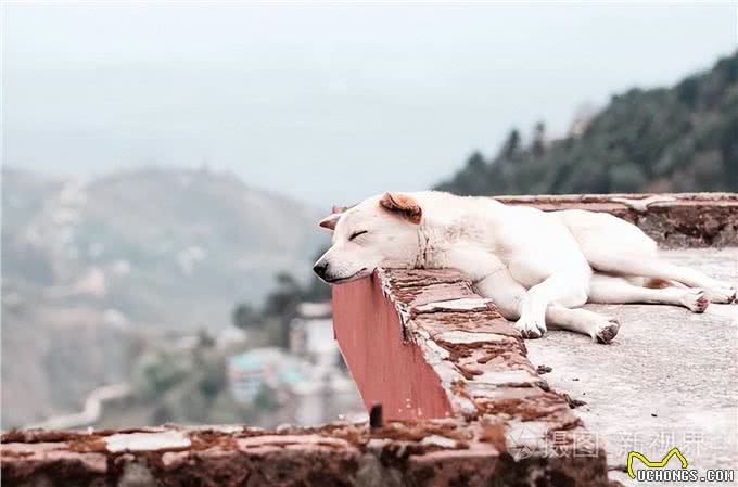 不瞒你说，狗狗常睡这几处,明显没把你当主人