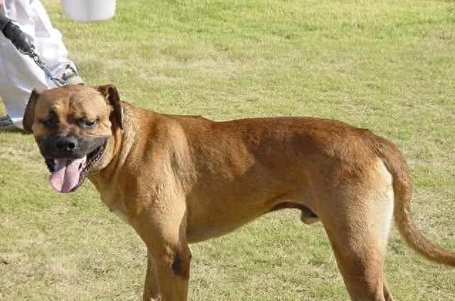 日本武士道训练出来的恶犬，完胜比特打架不发一声的土佐