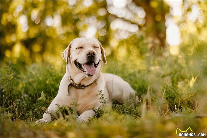 狗界忠犬排行，和主人的安危相比，命真的可以不要