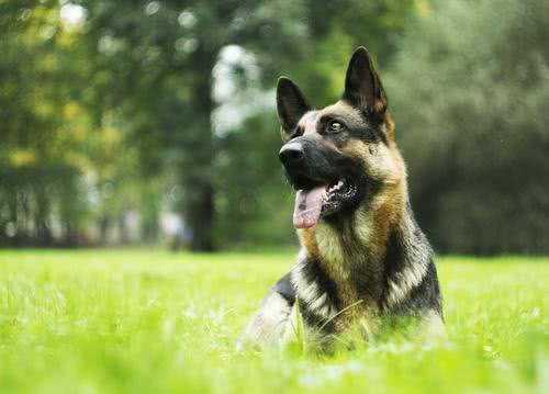 放弃200多种名犬，我只想选串串，原因只有一个，希望它能活得久