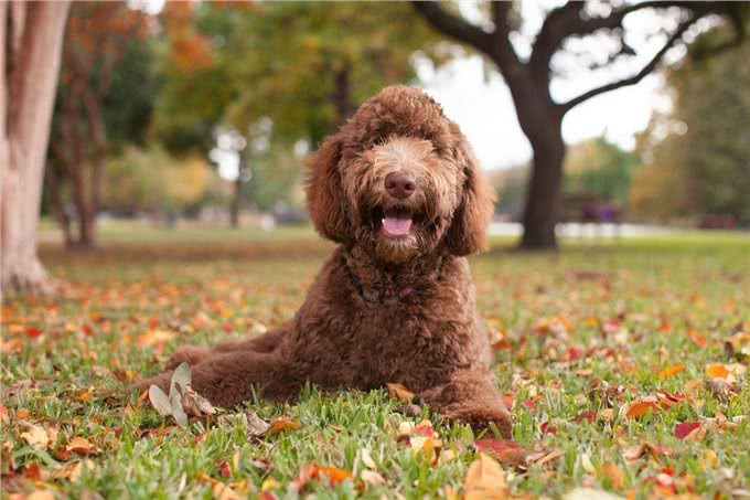 放弃200多种名犬，我只想选串串，原因只有一个，希望它能活得久