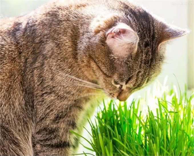 完美喵生，一定要握紧猫草