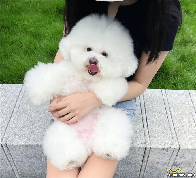 为什么养比熊犬的人越来越多?这9点，让人爱了