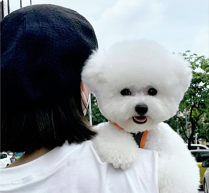 为什么养比熊犬的人越来越多?这9点，让人爱了