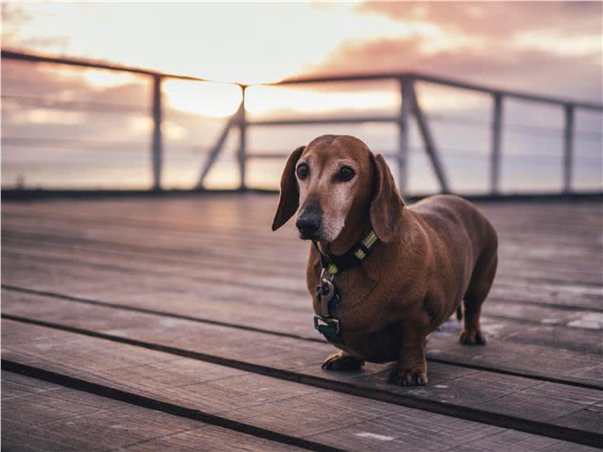 爱犬患产后抽搐症怎么办?