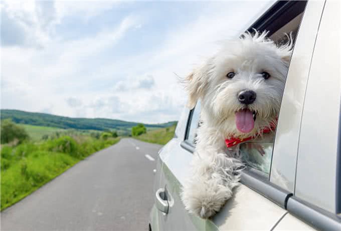 卷毛比熊犬的优点和缺点:带一只比熊犬回家之前要考虑什么?