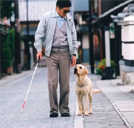 你知道导盲犬是怎样进行训练的吗，见到它请给它一个注目礼!