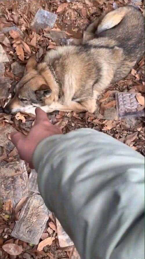 狗狗咬断绳子跑进山，却找不到回家的路，竟原地躺下摆烂等待主人