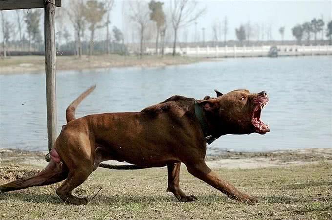 战斗犬让人又爱又恨的犬种