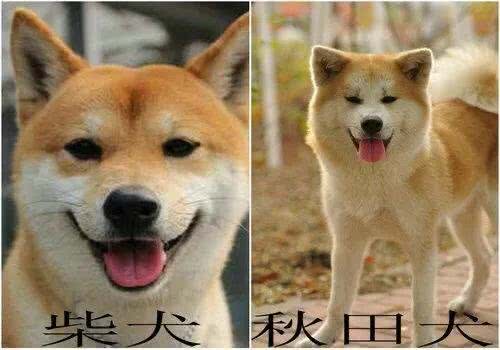 柴犬和秋田的区别有哪些?别再傻傻分不清了!