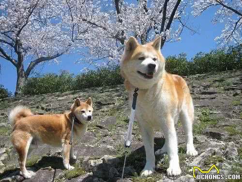 柴犬和秋田的区别有哪些?别再傻傻分不清了!