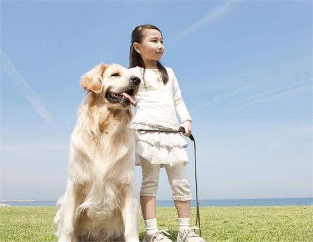 如果你家金毛犬，对你做这5点，其实是把你当成它的孩子了