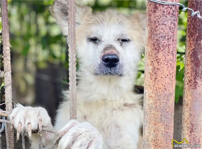 主人搬家后留下秋田犬，汪一直在原地等待:你什么时候回来接我