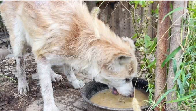 主人搬家后留下秋田犬，汪一直在原地等待:你什么时候回来接我