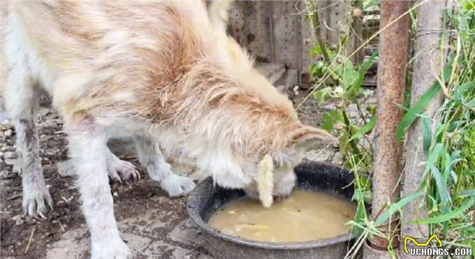 主人搬家后留下秋田犬，汪一直在原地等待:你什么时候回来接我