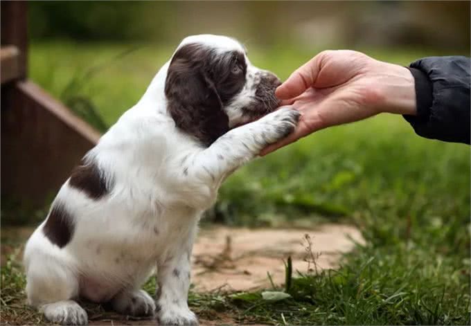 买了比特犬的狗主人，应该怎么对它开展训练?这几个点要做到位