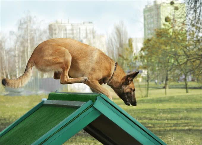 买了比特犬的狗主人，应该怎么对它开展训练?这几个点要做到位