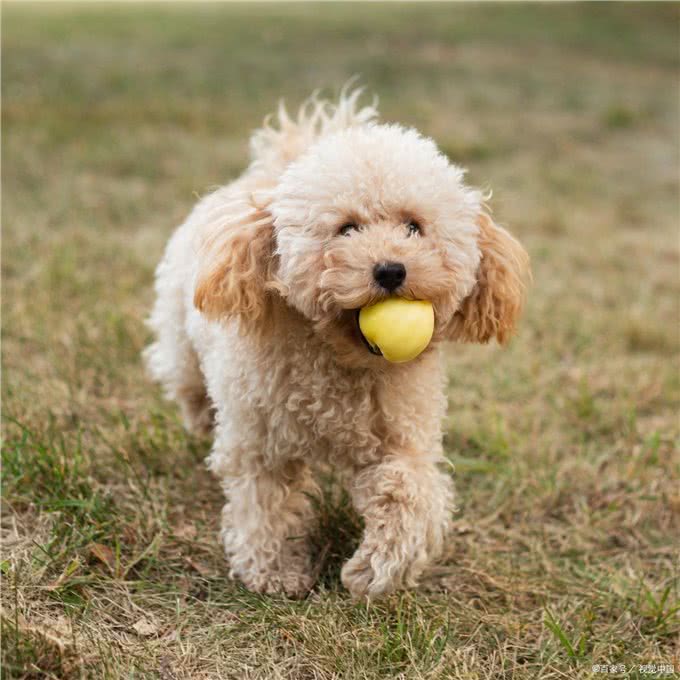 贵宾犬的介绍大全