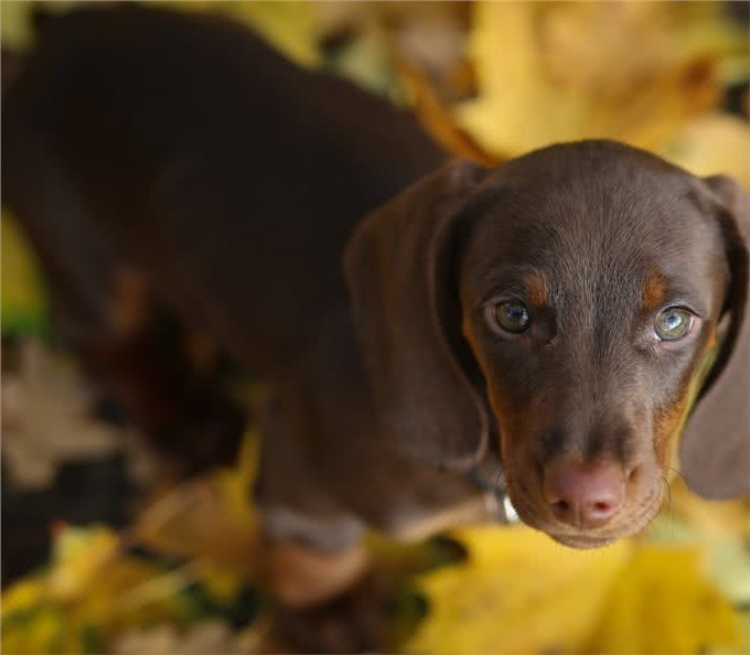 哪种狗狗好养?4种最好养活的宠物犬，谁能告诉我你的爱犬中了吗