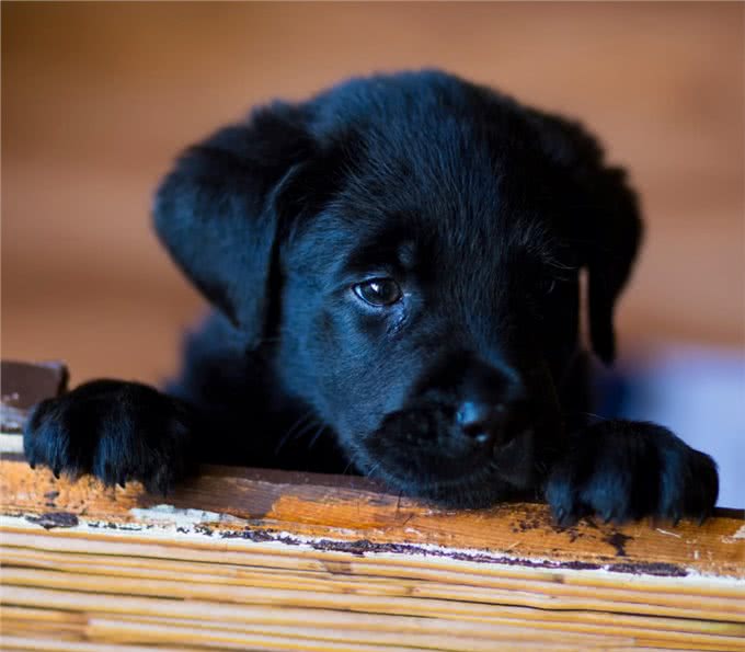 哪种狗狗好养?4种最好养活的宠物犬，谁能告诉我你的爱犬中了吗