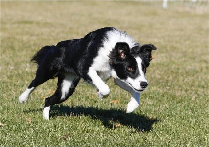 牧羊犬适合家养吗?了解牧羊犬4大特质，做到5个要点，肯定适合养