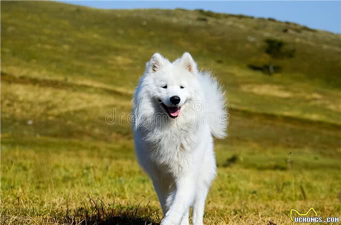 萨摩耶属于中型犬还是大型犬，萨摩耶属于大型犬吗