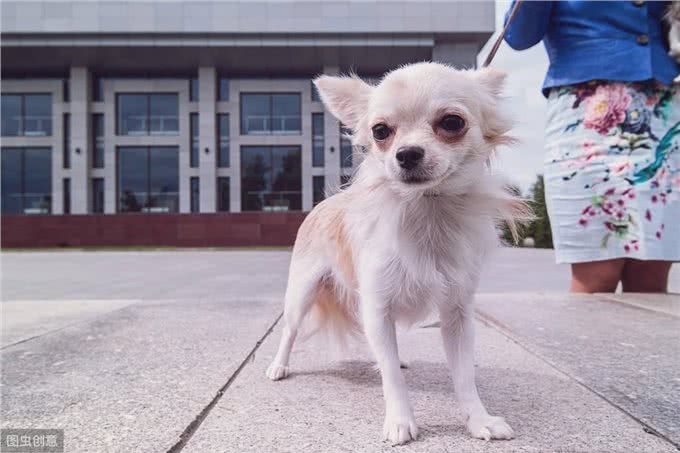 最难训练的6大狗狗，遇到最后一种狗，训犬师也会训不好!