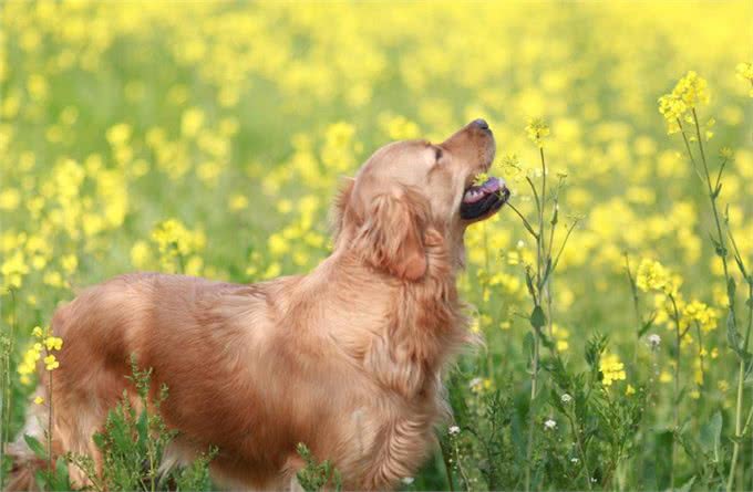 阳光大暖男—金毛寻回犬