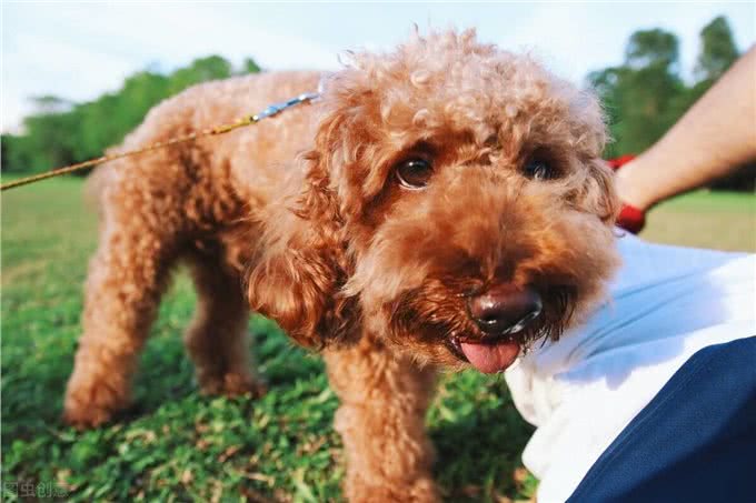 泰迪犬比柯基犬，更适合家里饲养，原因有五个