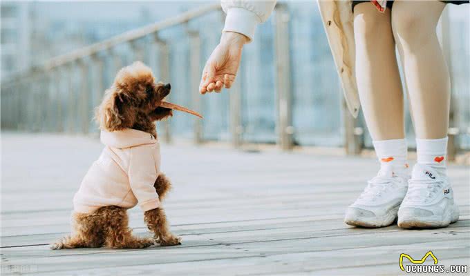 泰迪犬比柯基犬，更适合家里饲养，原因有五个