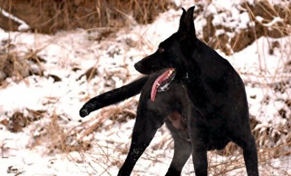 外形优美最贵，一条纯种价值十几万的中国本土黑狼犬