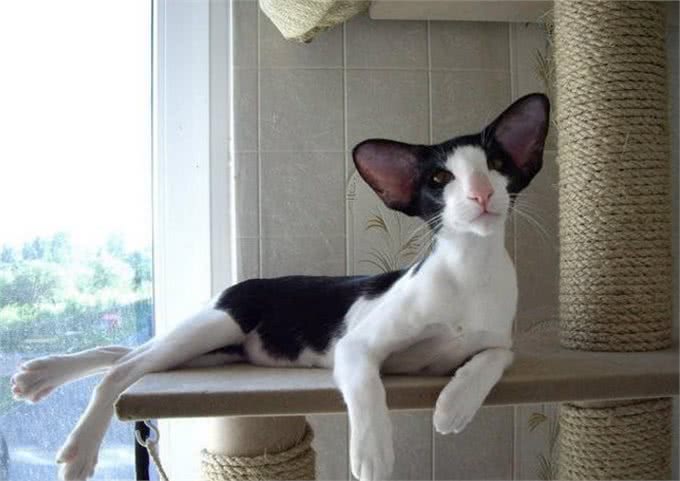 每日一读:猫咪品种—东方短毛猫