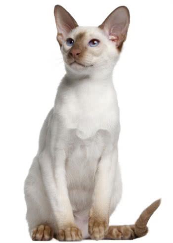 每日一读:猫咪品种—东方短毛猫