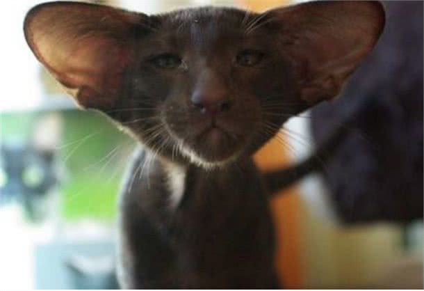 每日一读:猫咪品种—东方短毛猫