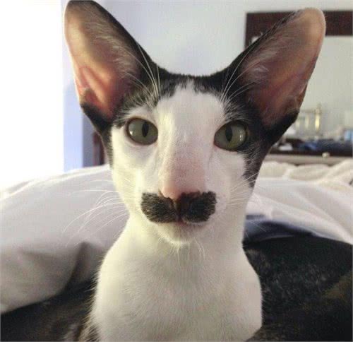 每日一读:猫咪品种—东方短毛猫