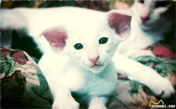 每日一读:猫咪品种—东方短毛猫